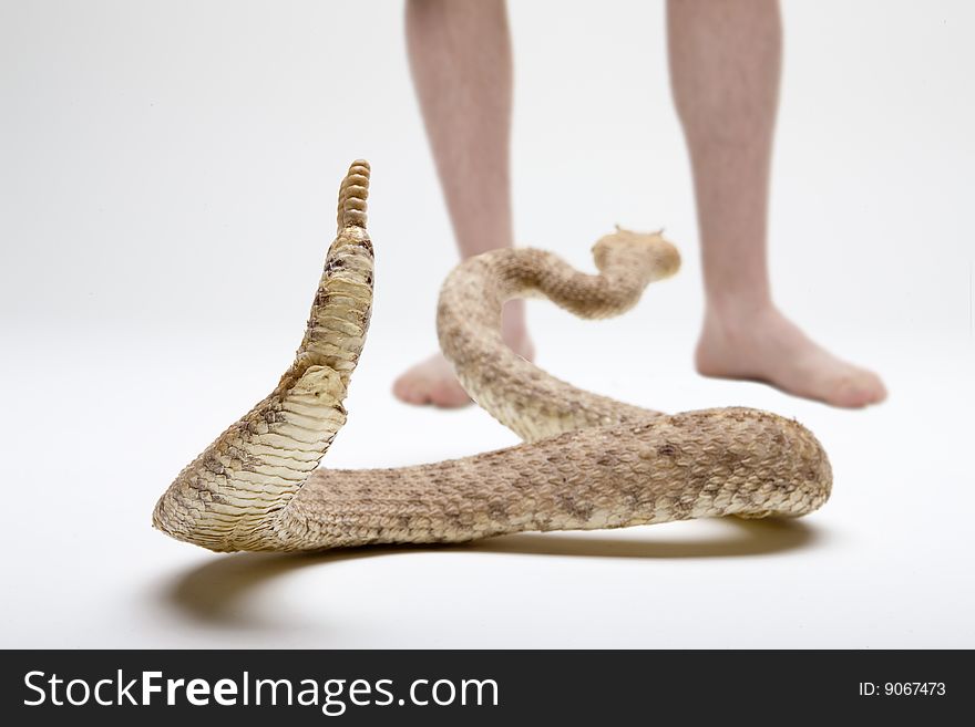 A rattlesnake comes in contact with a human