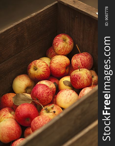 Freshly picked apples in a wood bin. Freshly picked apples in a wood bin