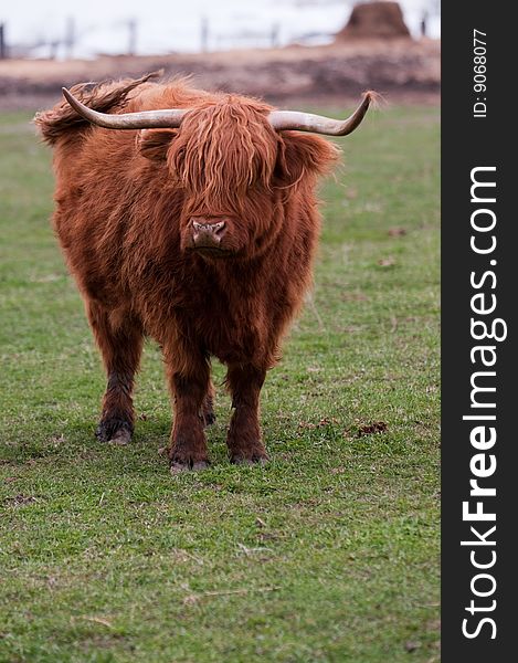 A Highland cow standing in a pasture. A Highland cow standing in a pasture