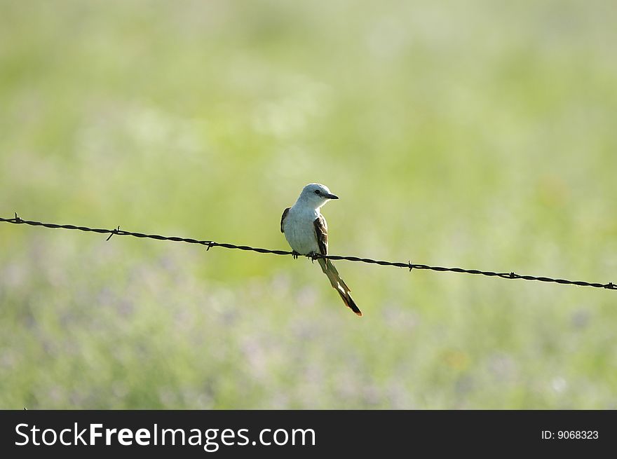 The Scissor-tailed Flycatcher is the Oklahoma state bird.