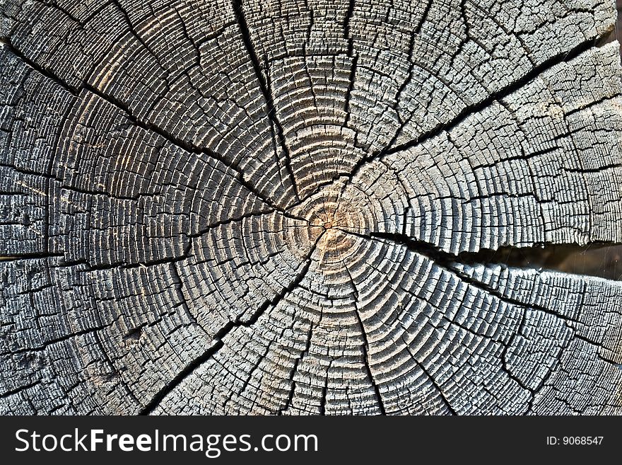 Old Tree Rings