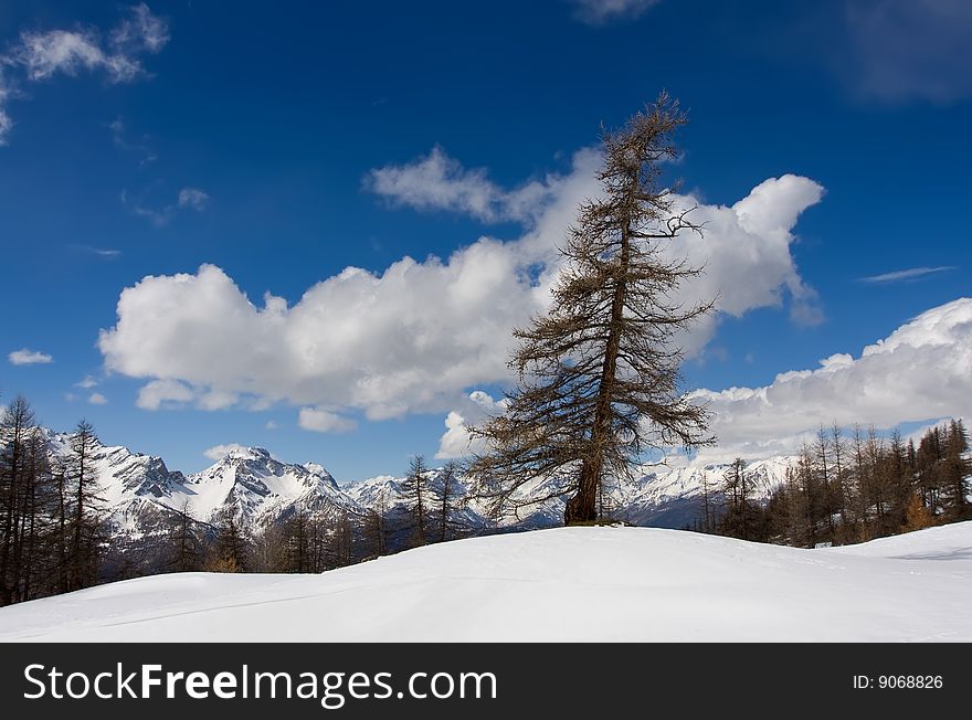 Fur-tree on the edge of rock