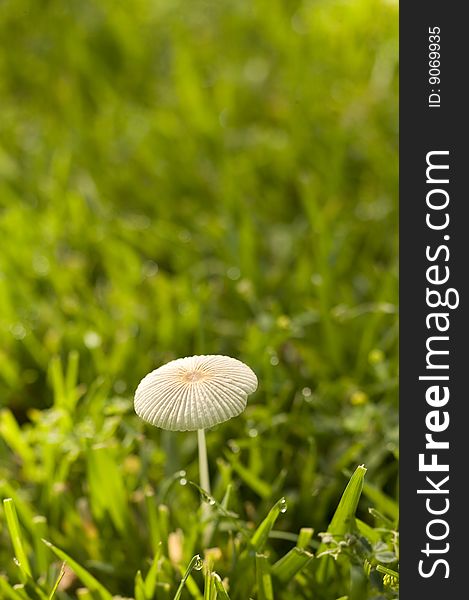 Small mushroom growing in the morning lawn. Small mushroom growing in the morning lawn.