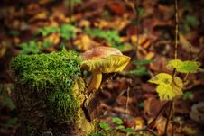 Free Fungus, Vegetation, Mushroom, Ecosystem Stock Photo - 90615630