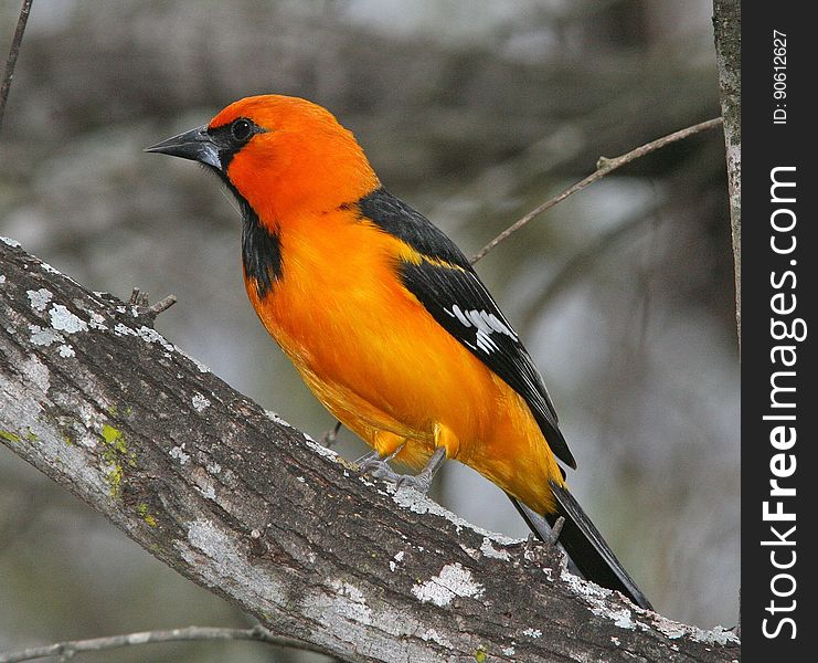 An orange Baltimore oriole (Icterus galbula), a small icterid blackbird sitting on a branch. An orange Baltimore oriole (Icterus galbula), a small icterid blackbird sitting on a branch.