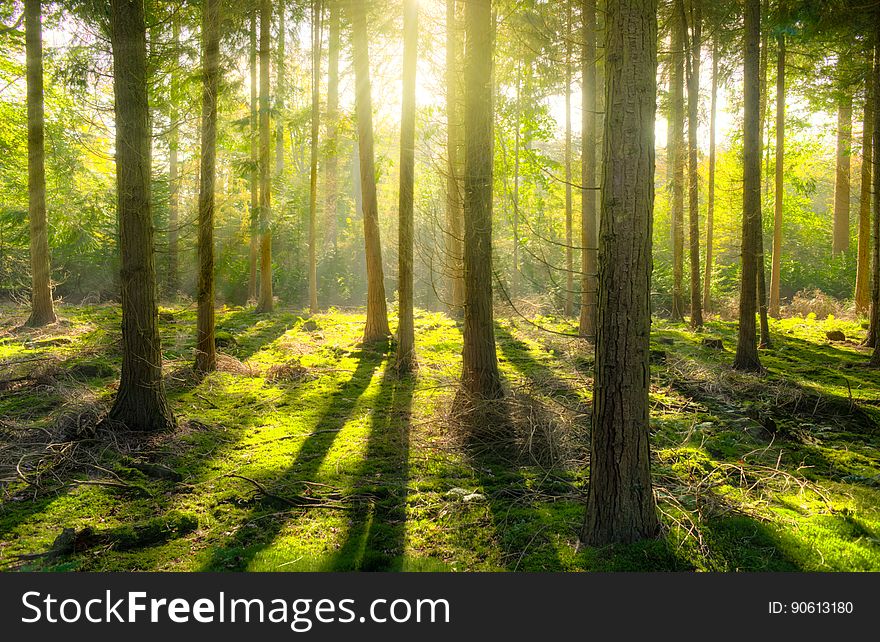 A forest with sun rays coming through the trees. A forest with sun rays coming through the trees.