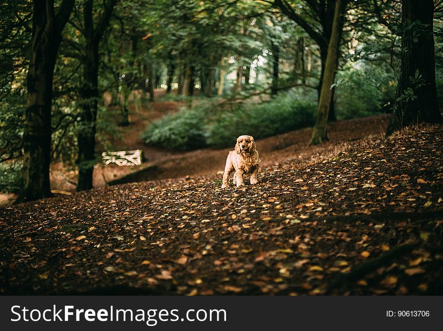 A dog in the forest in the autumn. A dog in the forest in the autumn.