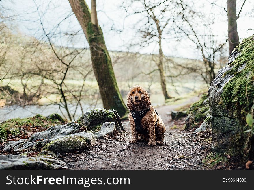 Golden spaniel sitting patiently on a country path beside rocks and trees in Winter awaiting its master. Golden spaniel sitting patiently on a country path beside rocks and trees in Winter awaiting its master.