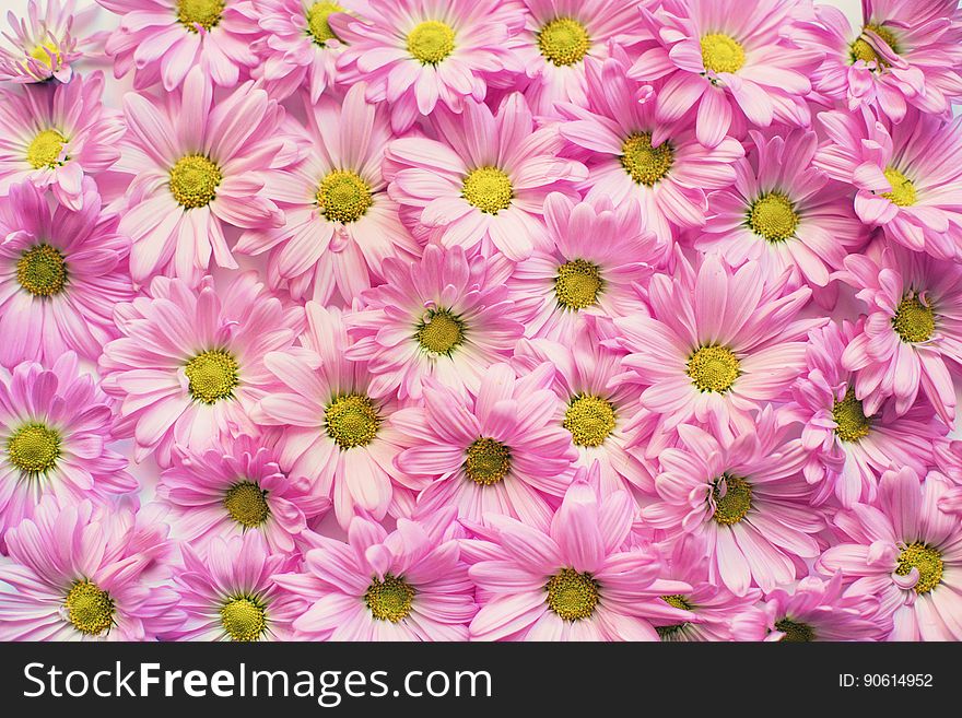 Background of beautiful pink daisy flowers in bloom. Background of beautiful pink daisy flowers in bloom.