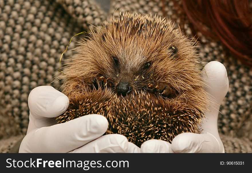 Person wearing protective gloves holding hedgehog. Person wearing protective gloves holding hedgehog.