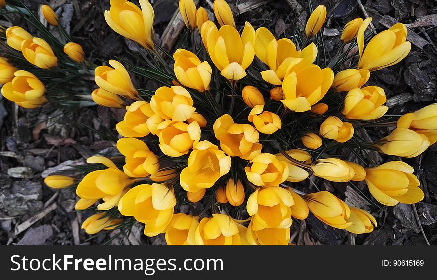 Background created by a large number of yellow Spring tulips some open and others still in bud viewed from above. Background created by a large number of yellow Spring tulips some open and others still in bud viewed from above.