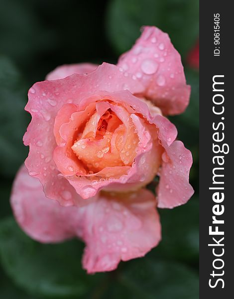 Close Up Photography of Pink Petaled Flower With Water Dew