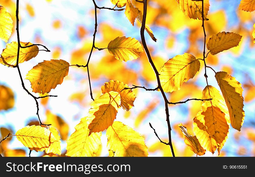 Branch, Leaf, Yellow, Autumn