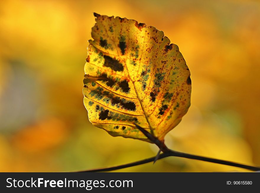 Leaf, Close Up, Macro Photography, Autumn
