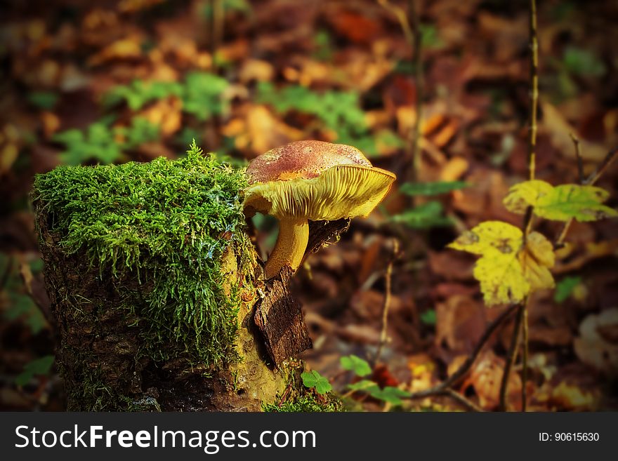 Fungus, Vegetation, Mushroom, Ecosystem