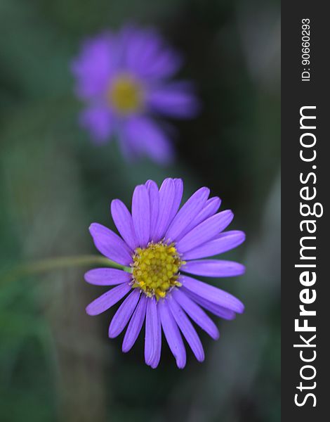 Close Up Photography of Purple Multi Petaled Flower