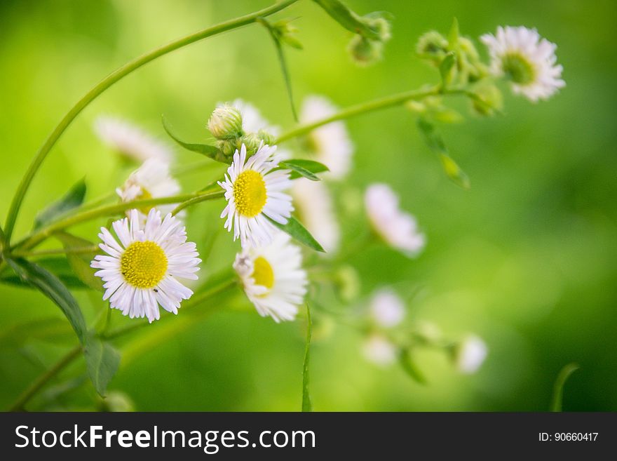 Close-up Of Yellow Flowers