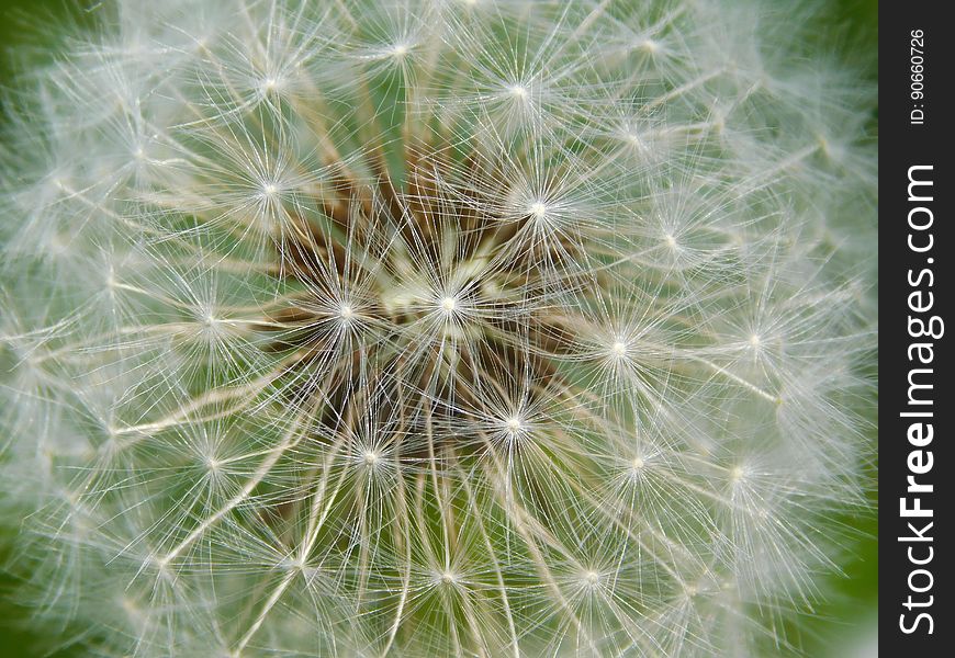 Close up of seed on head of dandelion flower. Close up of seed on head of dandelion flower.