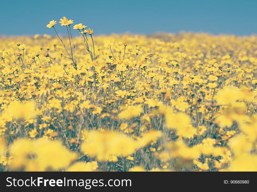 A field with yellow blooming flowers. A field with yellow blooming flowers.