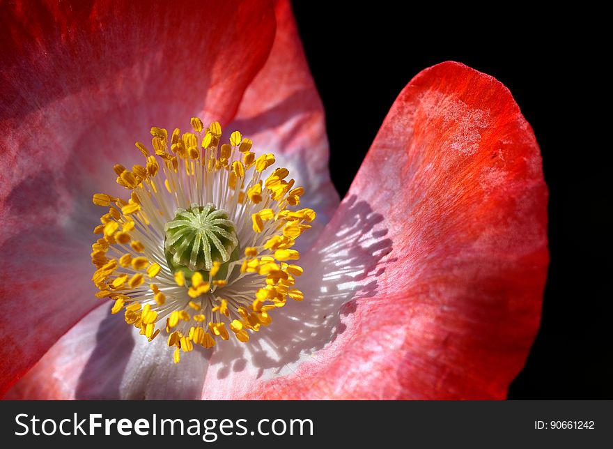 Red Petal Flower