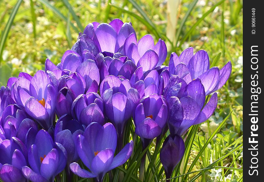 Flower, Plant, Crocus, Flowering Plant