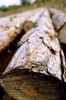 Free Lumber - Fallen Tree Royalty Free Stock Photo - 9072035
