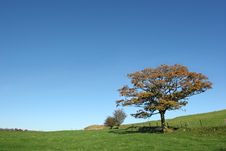 Oak Tree In Autumn Stock Image