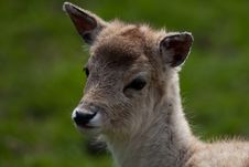 Fallow Deer Fawn Royalty Free Stock Photos Fallow Deer Fawn Royalty Free Stock Photos