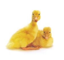 Two Yellow Ducklings Stock Photo Two Yellow Ducklings Stock Photo