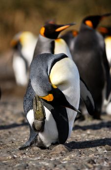 KING PENGUIN Royalty Free Stock Photography