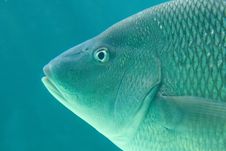 Big Fish Stock Image Big Fish Stock Image