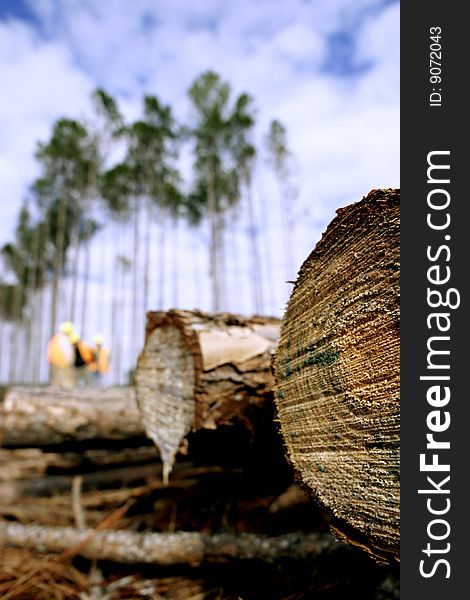 Lumber - Fallen Tree
