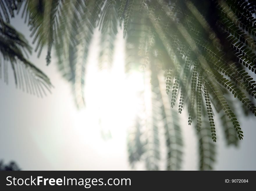 Jacaranda Fronds in Light