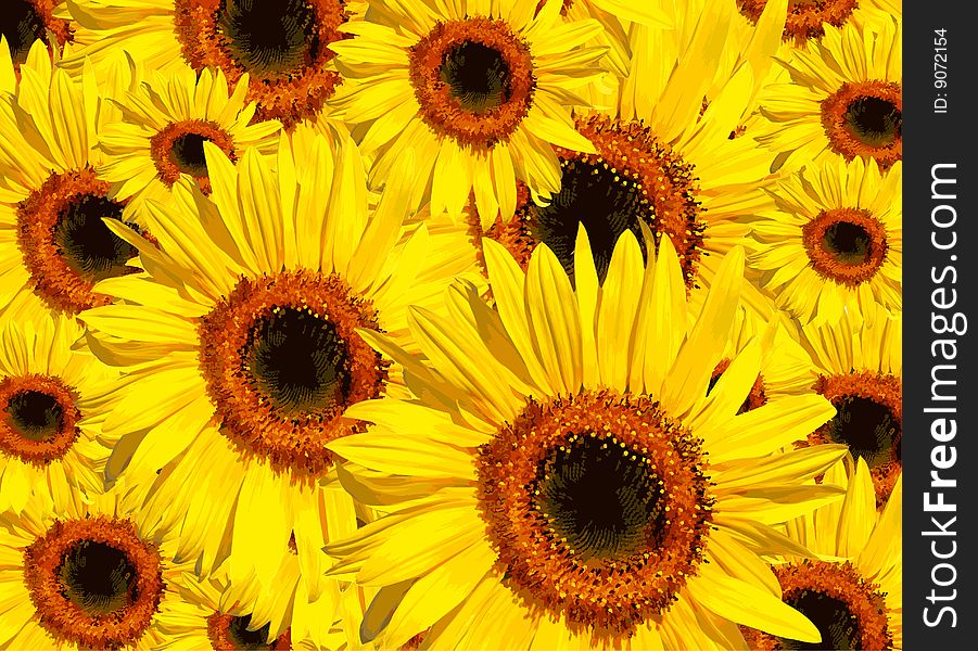 Sunflowers in full bloom in summer forming a background. Sunflowers in full bloom in summer forming a background.
