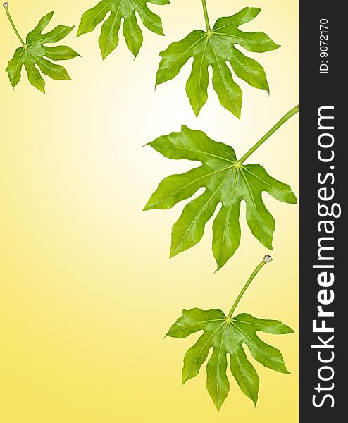 Fig leaves against a pastel yellow background with a white glow.