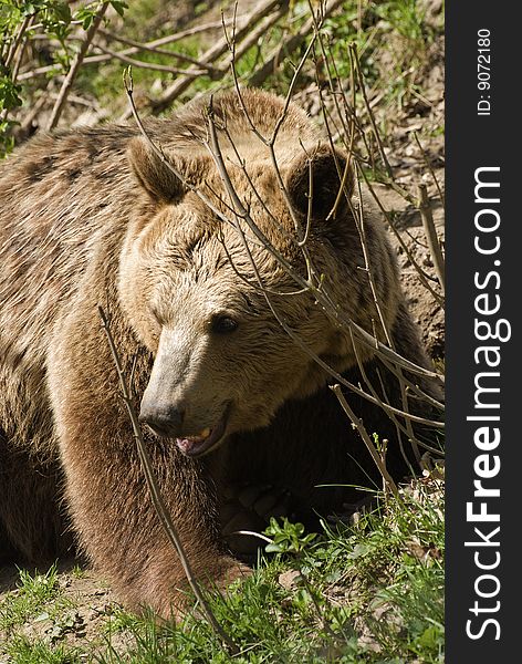 Bear (Ursus Arctos)