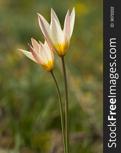 Tender wild tulips in sunny day. Tender wild tulips in sunny day