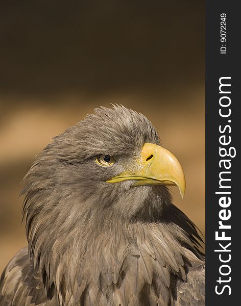 White-tailed Eagle - portrait head bird of prey. White-tailed Eagle - portrait head bird of prey