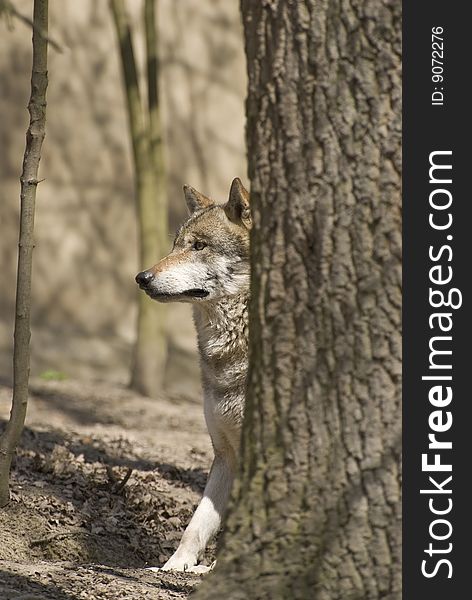 Gray Wolf - Canis Lupus