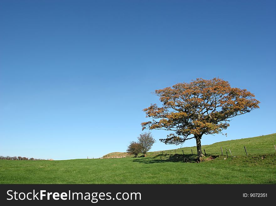 Oak tree in autumn in a field with a clear blue sky to the rear.