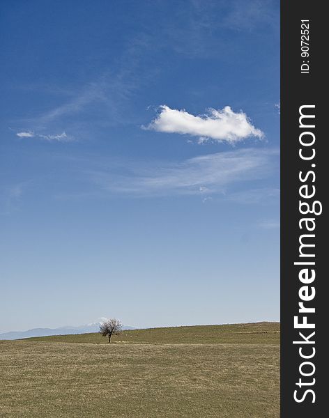 Alone tree under the blue sky.