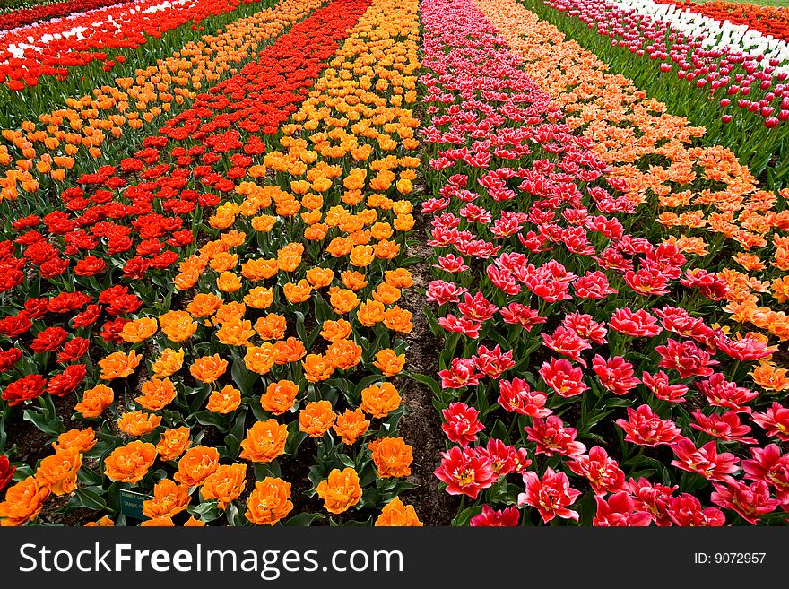 A colorful field of tulips