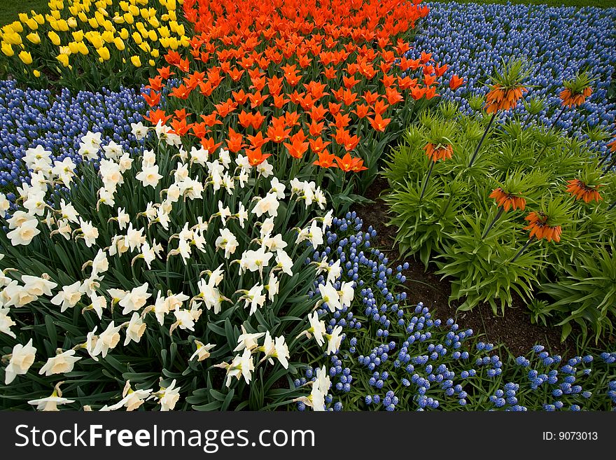 A colorful field of flowers