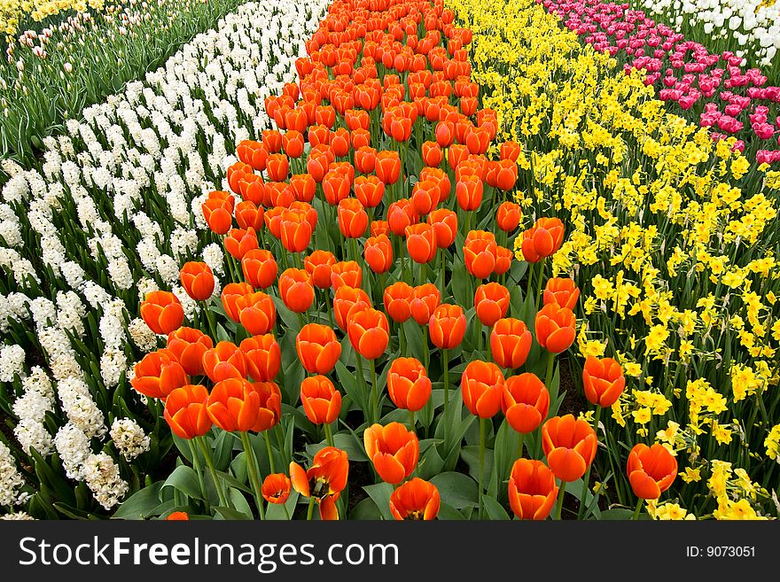 A field of colorful tulips, hyacinths and daffodils. A field of colorful tulips, hyacinths and daffodils