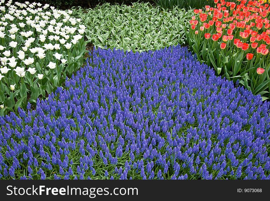 A Bed Of Colorful Flowers