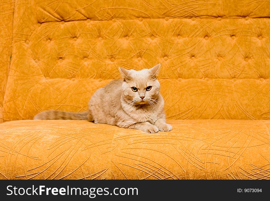 English-haired Cat on the sofa