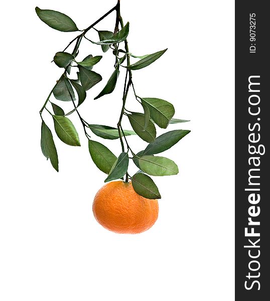 Branch With Tangerine