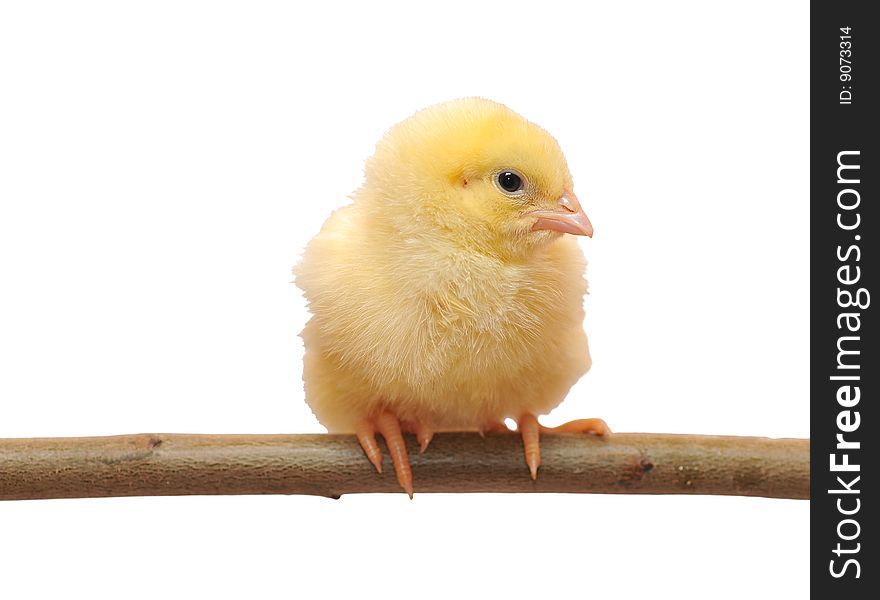 Small yellow chicken who sits on a branch