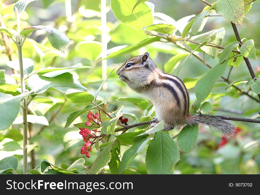 The chipmunk eats a berry on a bush in forest