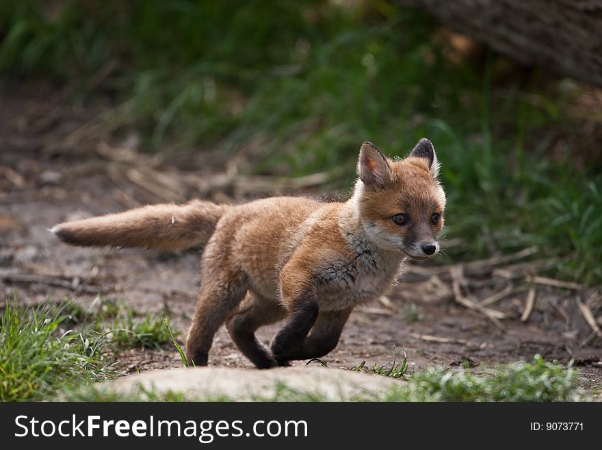 Red Fox in British Countryside